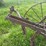 horse-drawn-cultivator-image-16