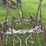 horse-drawn-cultivator-image-20