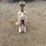 simplex-jack-image-7