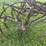 horse-drawn-cultivator-image-11