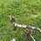 horse-drawn-cultivator-image-17