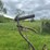 horse-drawn-cultivator-image-15