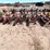 #9032-•-custom-3-pt-tillage-tool-bar-image-1