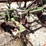 #9102-•-custom-3-pt-chisel-tillage-unit-with-poly-drum-image-26