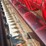 2009-case-ih-2020-image-2