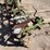 #9102-•-custom-3-pt-chisel-tillage-unit-with-poly-drum-image-2