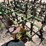 #9106-•-3-pt-field-cultivator,-4-row-custom-w/gallina-units-image-10