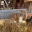 1998-trailstar-dump-trailer-image-22