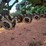 2014-john-deere-1770nt-image-23