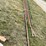 #251-•-carriage-tracks-image-2