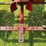ih-farmall-b,-gas,-nf,-pto,-belt-pulley-image-7