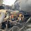 1998-ford-l8513-image-47