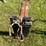 pair-4'-forks-image-2