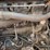 bobcat-873-image-4