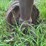 john-deere-g-image-85