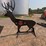 #5282-•-3/8"-ar500-steel-deer-shooting-target-image-1