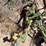 #9102-•-custom-3-pt-chisel-tillage-unit-with-poly-drum-image-29