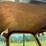 2001-cushman-haulster-image-10
