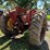massey-harris-444-image-4