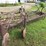 massey-harris-steel-wheel-side-rake-image-7