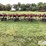 case-ih-5800-image-6