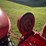 1952-farmall-super-c,-wf,-11.2-36-rears,-5.00-15-fronts,-pto,-6v,-sn--138124-image-27