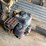 great-dane-53-image-11