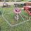 bush-hog-ht210-image-4