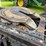 2000-caterpillar-c12-image-33