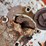 (2)-ji-case-wheels-and-(1)-7.50-24-tire-image-10