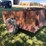 wood-box-trailer-54”-x-80”-image-4