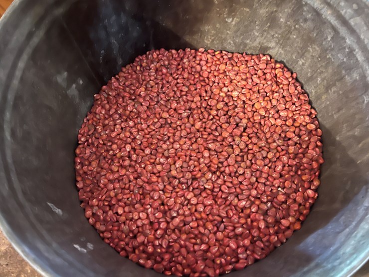 #3065-•-dairyland-conventional-seed-corn-image-4