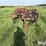 morris-/-melroe-6-bottom-plow-packer-drill-image-2