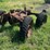 massey-ferguson-4-image-7