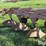 morris-/-melroe-6-bottom-plow-packer-drill-image-18