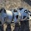 (4)-chevy-6-bolt-alloy-rims,-7x16”-image-4