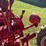 1952-farmall-super-c,-wf,-11.2-36-rears,-5.00-15-fronts,-pto,-6v,-sn--138124-image-28