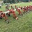 harriston-5000-12r22”-bean-knife,-with-front-tractor-dividers-image-7