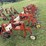 harriston-5000-12r22”-bean-knife,-with-front-tractor-dividers-image-8