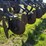 case-ih-730b-ecolo-tiger-disk-ripper,-rear-leveler,-30”-spacing,-2-bearings-are-out-but-2-good-used-image-33