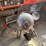 1967-chevy-c50-grain-truck,-tandem-axle-with-hyd-lift-tag-axle,-350-v8,-4+2,-8.25-20-tires,-17.5’-wo-image-26