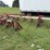 harriston-5000-12r22”-bean-knife,-with-front-tractor-dividers-image-1