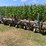 allied-8-row-cultivator-image-11