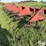 case-ih-183-image-16