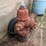#2993-•-fire-hydrant-image-3