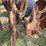 krause-dominator-7-shank-image-23