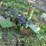 john-deere-2800-image-18