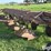 morris-/-melroe-6-bottom-plow-packer-drill-image-13