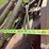 morris-/-melroe-6-bottom-plow-packer-drill-image-17