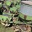 john-deere-494-image-8